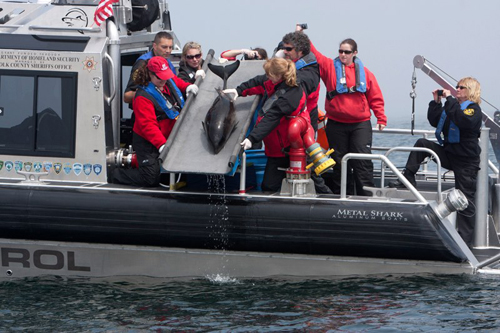 COURTESY PHOTO | Members of the Riverhead Foundation release Noodle into the ocean Saturday morning.