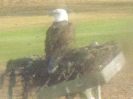 Bald eagle in its nest at Indian Island