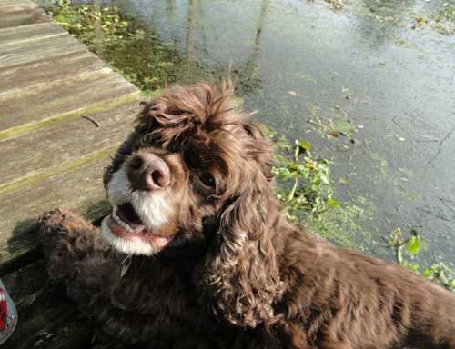 Barnum, a cocker spaniel, was rescued from a puppy mill in 2009. (Credit: Joseph Pinciaro)