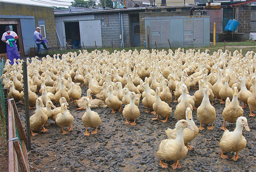 Six week-old ducks in the holding pen on the farm near the processing plant. (Credit: Barbaraellen Koch)