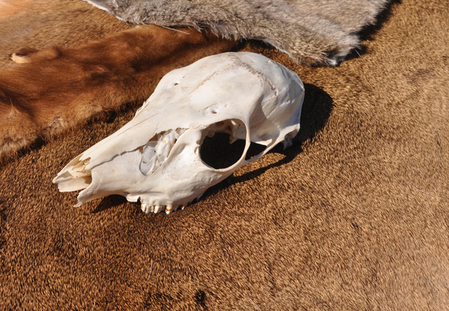 A display of pelts at the museum farm included mink and rabbit. (Credit: Grant Parpan)