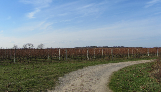 The property includes mature vines producing pinot noir, merlot and chardonnay. (Credit: Town & Country Real Estate)
