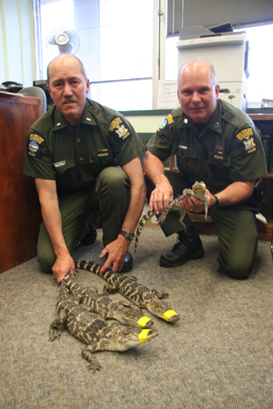 Lt. Dallas Bengel, left, and ECO Mark Simmons caught these gators Friday morning.