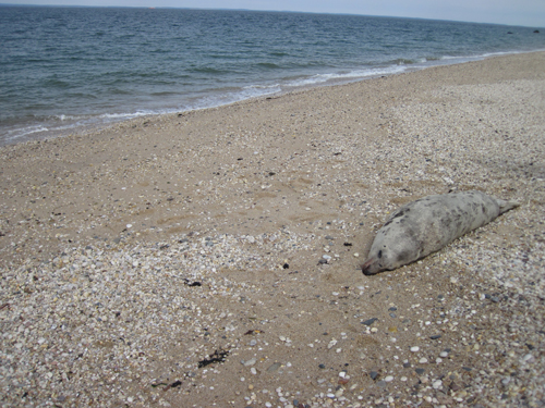 COURTESY PHOTO | The body of a female gray seal was found on a Southold Town beach Saturday morning.