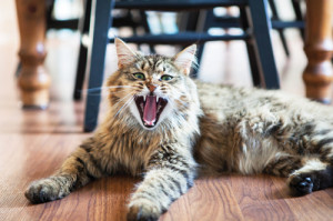 KATHARINE SCHROEDER PHOTOCamo caught in mid-yawn.