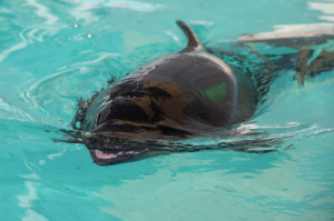 CARRIE MILLER PHOTO | Noodle, a two-year-old harbor porpoise was successfully rehabilitated by the Riverhead Foundation after being found in a marsh in Brunswick, Maine by children on a school field trip in October.