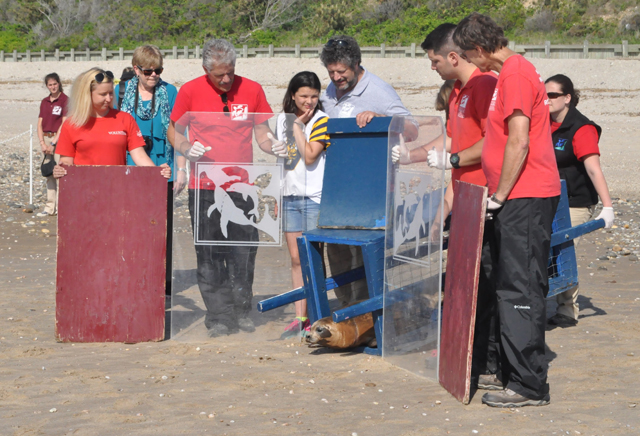 Robert DiGiovanni, center, helps release Tucker, a seal found in East Quogue, back into the water after it was rehabbed at the Riverhead Foundation for Marine Research and Rehabilitation.