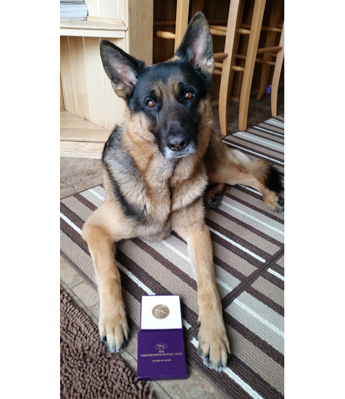 Rocket, a 4 1/2-year-old German shepherd from Riverhead, was a top finisher at Monday's Westminster Dog Show. (Credit: Sue Condreras)