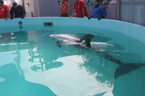 Riverhead Foundation Courtesy Photo | Roxanne in her tank at the Riverhead Aquarium. 