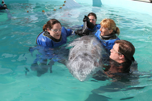 Riverhead Foundation Courtesy Photo | Roxanne and foundation volunteers during a physical at the Riverhead aquarium.