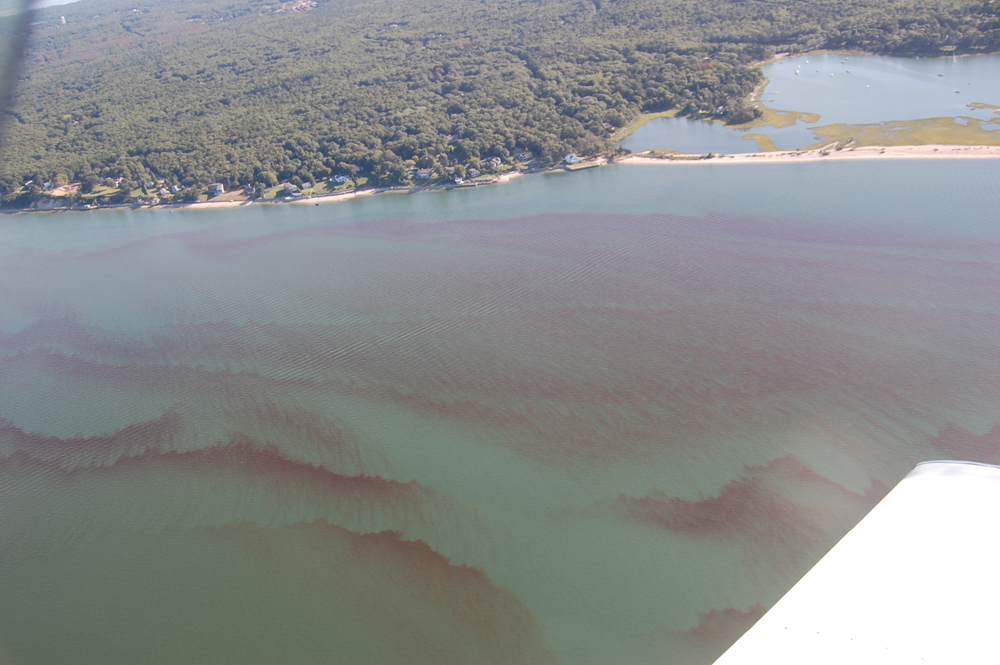 Rust tide in Flanders Bay Sept. 12, 2014 (Credit: Courtesy SBU)
