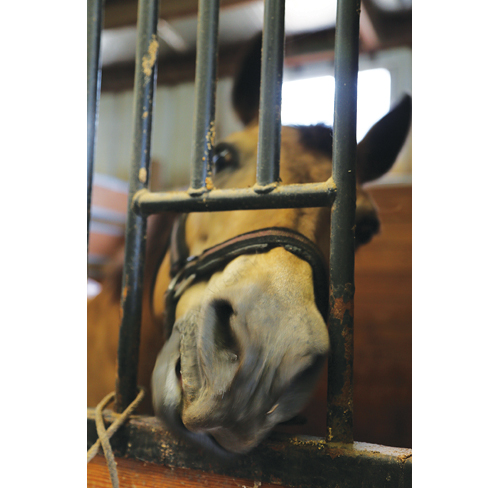 A horse at Highwind Farm pokes his head outside his stall for a treat. (Credit: Paul Squire)
