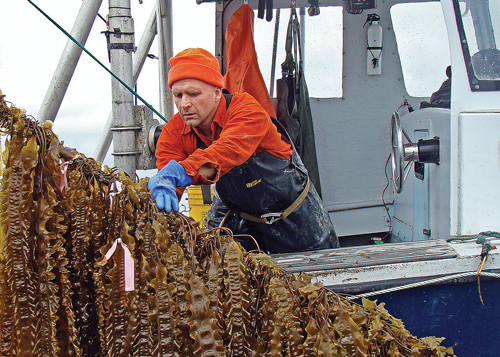 Aquaculturist Bren Smith of Thimble Island Oyster Company in Connecticut is the first sugar kelp grower to cultivate the sea vegetable from Long Island Sound waters. He is working with food industry insiders, including expert chefs from New York City, and international supermarket chains to help drive market demand for domestically grown kelp products. (Credit: Bren Smith)