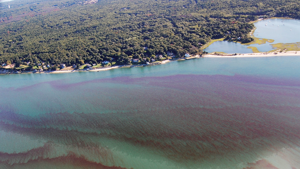 TR0901_peconic_C.jpg
