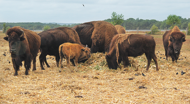 A buffalo calf feeds at North Quarter Farm in Riverhead Tuesday. Owner Ed Tuccio said the dry summer season decreased the newborn mortality rate. (Credit: Carrie Miller)