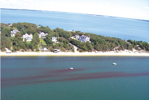 (Credit: Stony Brook University)