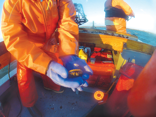 (Credit: Carrie Miller)