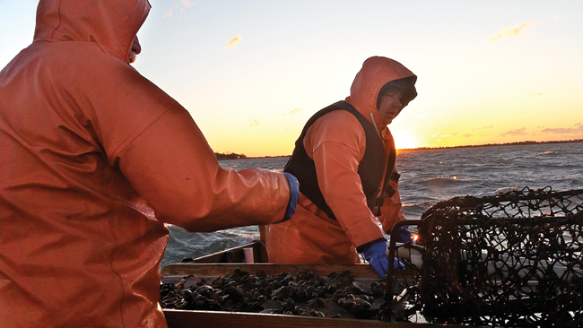 Gary Joyce of Aquebogue (left) and Ed Densieski of Riverhead sort through a catch. (Credit: Carrie Miller, file) 