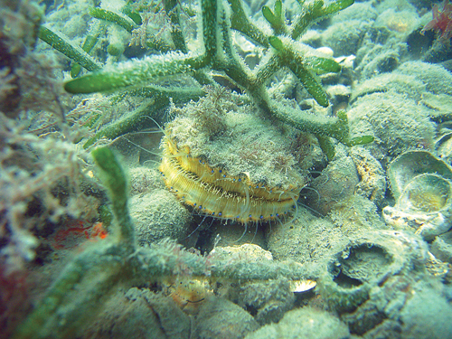 (Credit: Stephen Tettelbach)