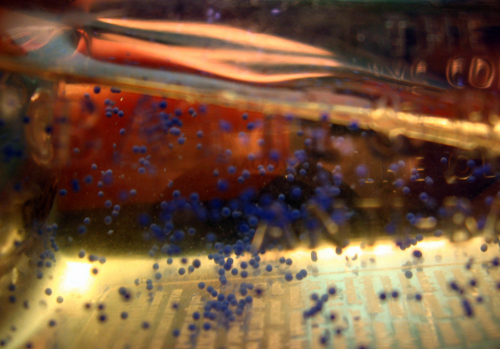 Flickr Credit | Amy Loves Yah