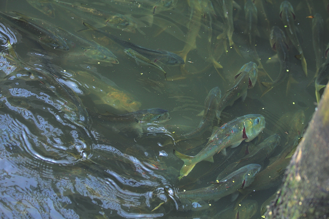 Bunker in Peconic River last week. (Credit: Barbaraellen Koch)
