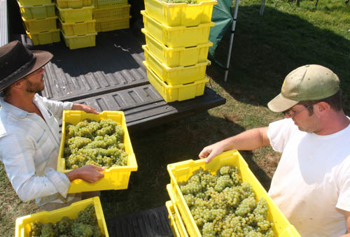 Massoud, Paumanok Vineyard, Aquebogue, Long Island Wine Country