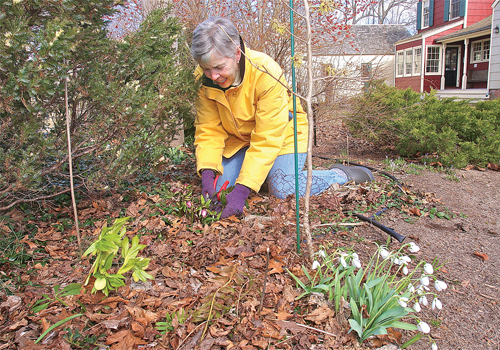 Organic lawn care on North Fork
