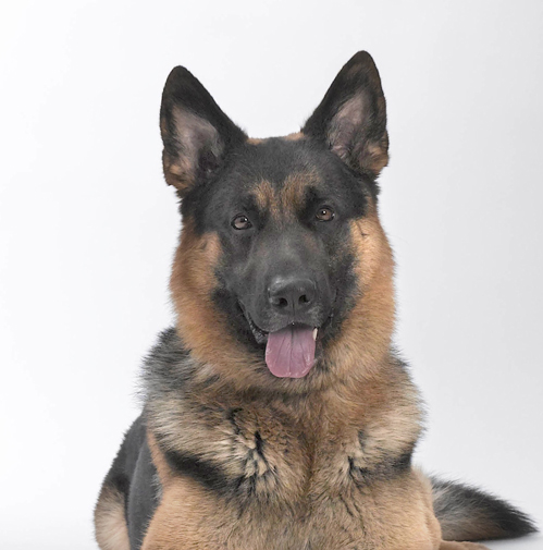 Rocket poses for a portrait shot. (Credit: Jim Lennon)