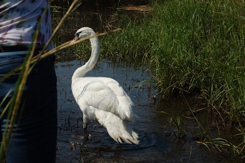 The DEC aims to kill or capture all mute swans by 2025. (Vera Chinese file photo) 