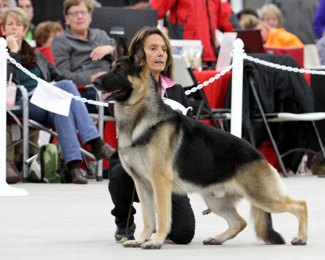 westminster_fanucci1