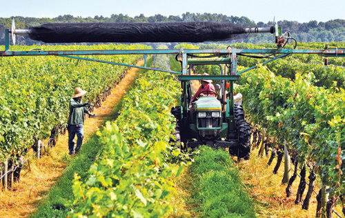 Macari Vineyard, Long Island Wine Country