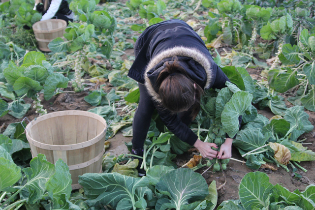 5_farm