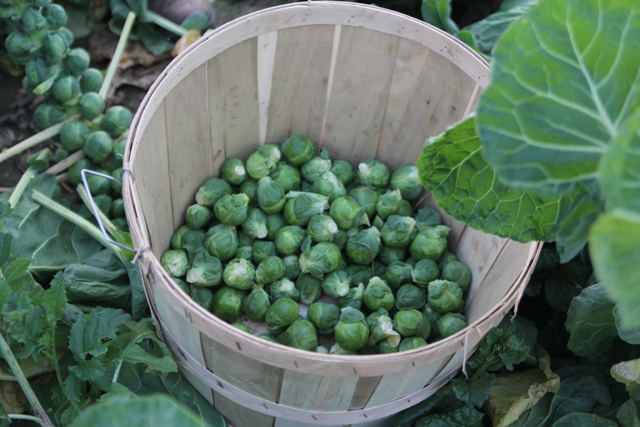8_farm