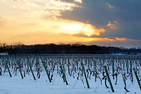 Bedell Cellars