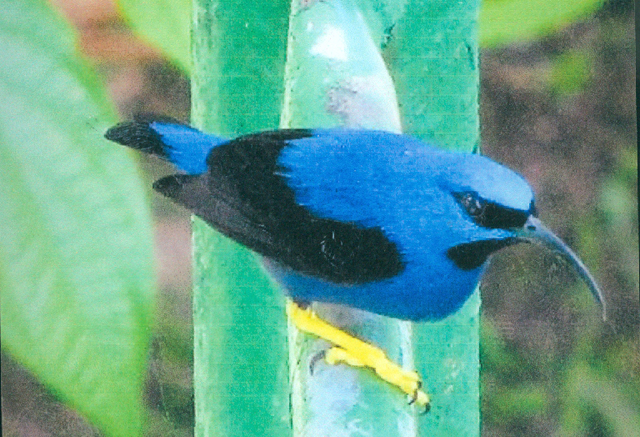 Christmas in Trinidad