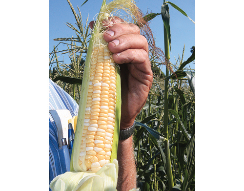 BARBARAELLEN KOCH FILE PHOTO | Some of the North Fork's corn crops are known to be grown from genetically modified seeds.