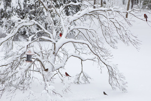 KATHARINE SCHROEDER PHOTO | The scene in Cutchogue Saturday morning.