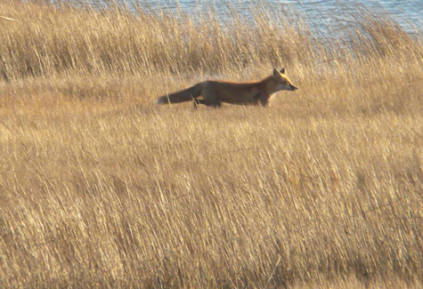 Red Fox North Fork