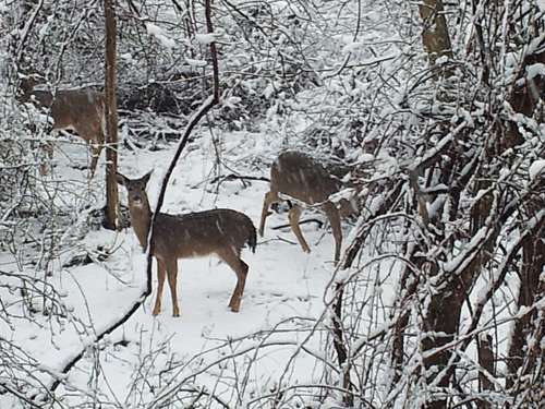 Deer on Deep Hole Drive in Mattituck. (Lynette Dallas courtesy file photo)
