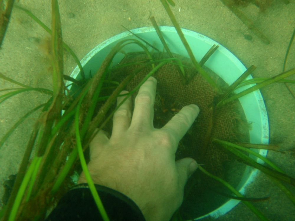 (Credit: Cornell Cooperative Extension of Suffolk County)