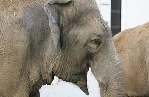 A Cole Bros elephant in 2011. (Credit: Katharine Schroeder file)