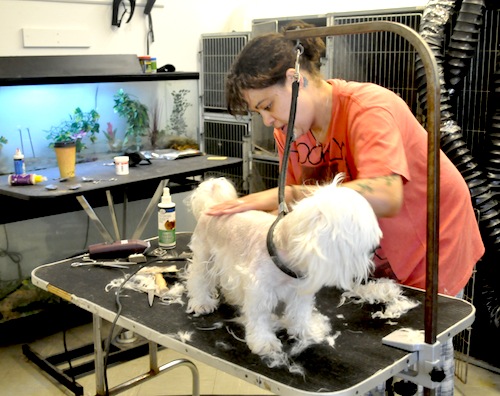 Pet groomer Katie Capichana will continue to operate in back of the former Feed Bag location in Cutchogue. (Cyndi Murray photo)
