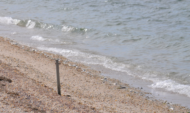 Fish lined the shore as far as the eye could see looking east at Nassau Point Sunday, but inspections of beaches in Peconic and Southold did not turn up bunker. (Credit: Grant Parpan)