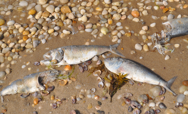 Bunker fish at Nassau Point Sunday morning. (Credit: Grant Parpan)