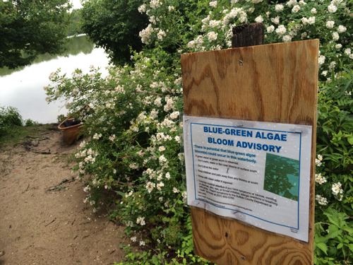 Lake Marratooka in Mattituck. (Credit: Grant Parpan file photo)