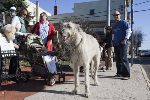 KATHARINE SCHROEDER PHOTO | Lordy, a true Greenport celebrity, died last week at the age of 6.