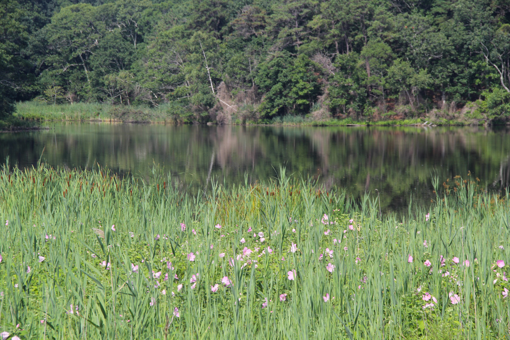 Native pink flowers, known as hibiscus moscheutos, are in bloom for the first time since Hurricane Sandy. (Credit: Carrie Miller)