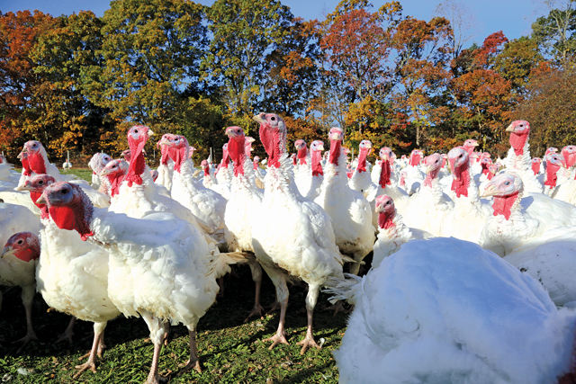 One of the male turkey pens at Miloski's Poultry Farm in Calverton. (Credit: Krysten Massa)