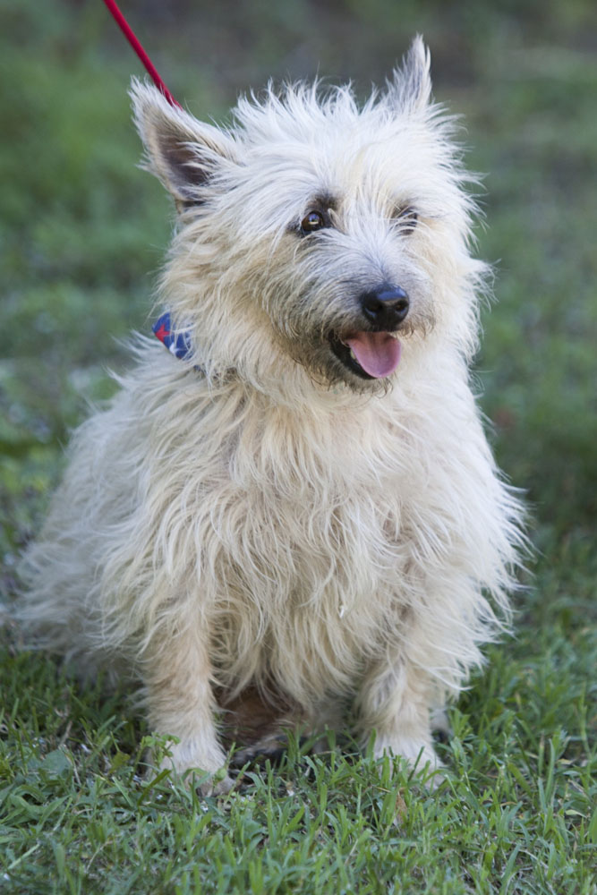 New_Suffolk_parade_ss_21