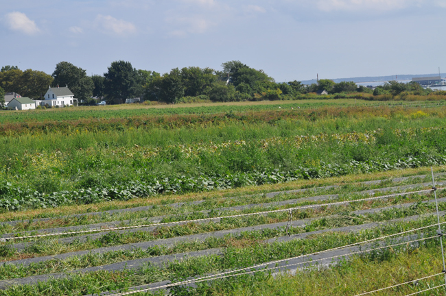 (Credit: Grant Parpan)